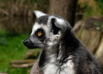 Ring-tailed lemur (Lemur catta)  portrait