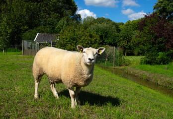Sheep grazing  on a farm