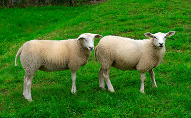 Obraz premium Sheep on green grass