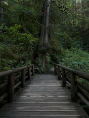 Obraz premium Bridge in the Forest