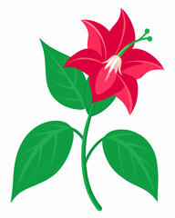 Copihue flower (Chilean Bellflower) illustration