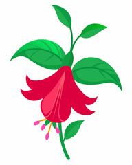 Copihue flower (Chilean Bellflower) illustration