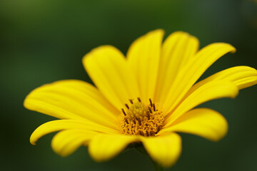 Close up of large yellow daisy flower and petals