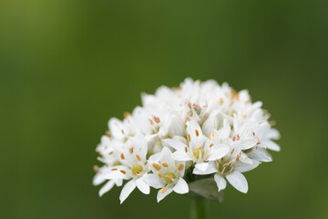 Close-up of white petals of Chinese chive flower