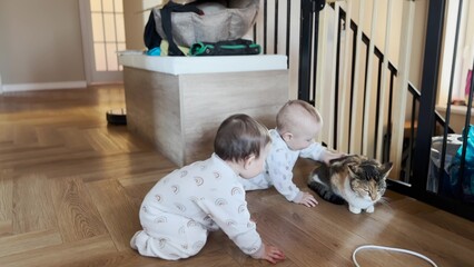 baby twins play with cat. baby toddlers play chasing a cat on the floor having fun. baby twins...