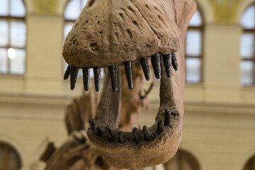 close-up of the skeleton of a dinosaur