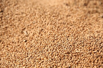 Texture of wheat grains as background, closeup
