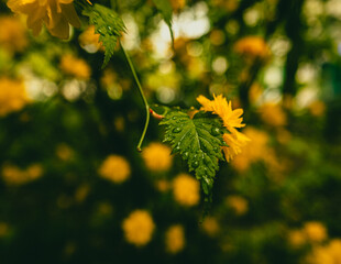 yellow leaves on a branch