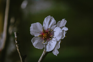 tree blossom
