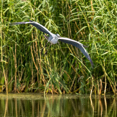 Grey Heron Flying