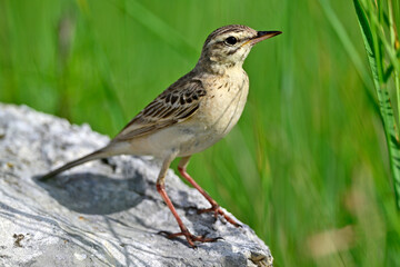 Brachpieper // Tawny Pipit (Anthus campestris) 
