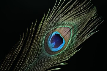 Obraz premium Beautiful peacock feather on dark background, closeup