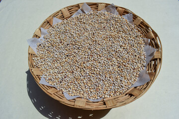 Freshly harvested Sorghum, jowar, seeds millets heap in basket