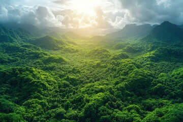 Fototapeta premium Lush Green Forest View at Sunrise