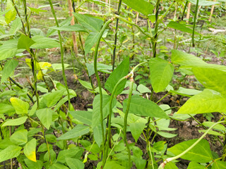 Vigna forms flowers from legume plants in tropical soils