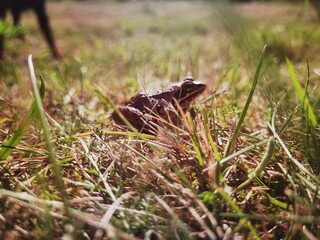 Fototapeta premium frog sitting on the grass