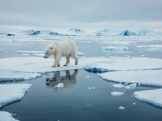 polar bear on ice