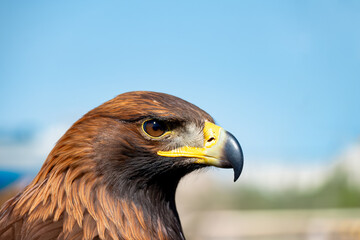 Close-up of a majestic golden eagle's head, showcasing its sharp beak, intense gaze, and striking brown and golden feathers against a clear blue sky