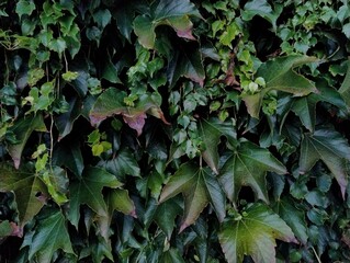 Common Ivy growing on the wall. Dark green climbing plant. Autumn leaves. European fall. Green background wallpaper. Wild park path. Texture of leaf. Environment and nature.