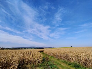 Curvy country road through the filed. Lonely path. Grain harvest. Village life in South Moravia. Sunny day in Czech Republic. Beautiful autumn. Blue sky with clouds. Countryside in Czech. 