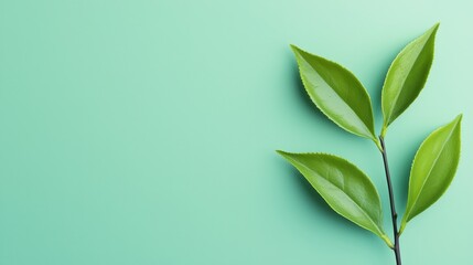 Obraz premium A close-up view of fresh green leaves against a mint background, symbolizing nature and growth. Ideal for wellness, beauty, and eco-friendly themes.
