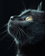 Majestic Black Cat Gazing Into the Darkness