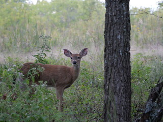 White Tailed Deer Losing Homes in Growing Suburbs