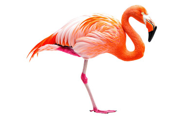Fototapeta premium A vibrant pink flamingo posing gracefully with one leg raised, showcasing its stunning feathers and unique elegance, transparent background.