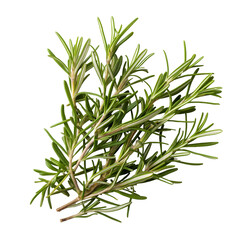 Fototapeta premium Rosemary, Herb, Isolated on Transparent Background, Graphic Resource for Gourmet Advertising, Menu Design and Packaging