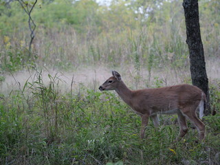 White Tailed Deer Losing Homes in Growing Suburbs