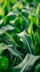Fototapeta premium Green corn growing on the field in the summer.