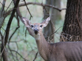 White Tailed Deer Losing Homes in Growing Suburbs