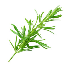Fototapeta premium Tarragon, Herb, Isolated on Transparent Background, Graphic Resource for Gourmet Advertising, Menu Design and Packaging