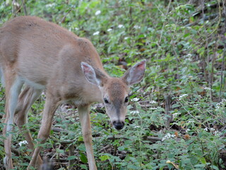 White Tailed Deer Losing Homes in Growing Suburbs