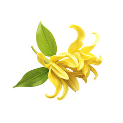 Ylang-Ylang, Essential Oil, Isolated on Transparent Background, Graphic Resource for Gourmet Advertising, Menu Design and Packaging