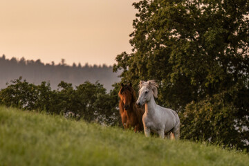 Obraz premium Romantic portrait of an icelandic horse in front of a beautiful sunrise sky