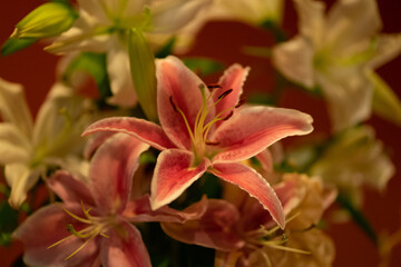 Lilies blooming at night