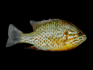 Lepomis gibbosus, commonly known as the Pumpkinseed Sunfish, is a freshwater fish species native to North America. 