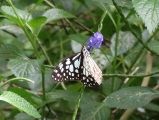 butterfly on flower