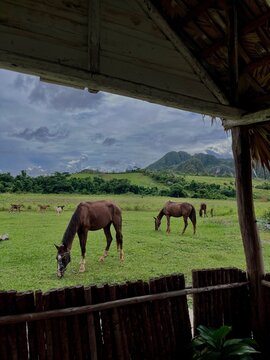 Pferde auf dem Hof in Kuba, Vi&ntilde;ales