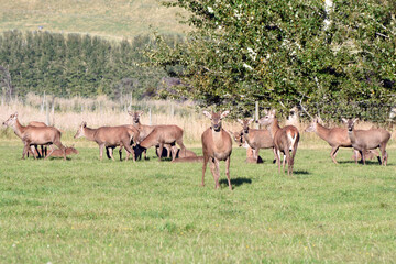 large group of wild reindeer on grassy field, Otago, South Island, New Zealand