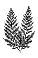 Leaves . Black and white botanical pattern. For use in graphics, materials. Abstract plant shapes. Minimalist illustration for printing on wall decorations.
