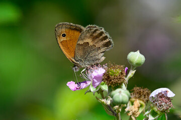 Kleines Wiesenvögelchen // Small heath (Coenonympha pamphilus) - Blidinje Nationalpark, Bosnien-Herzegowina