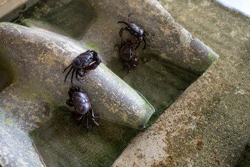 Farming freshwater crab local household business in Thailand. Raising Ricefield crabs - Somanniathelphusa in clear water in a cement pond by using old roof tiles as a shelter or hideaway.