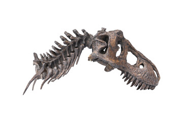 Dinosaur Fossil Bone Skull Upper jaw and neck of Tyrannosaurus rex (T-rex) isolated on white background. © Panupong