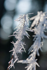 Brown old twig picturesquely covered with white frost in forest in Alps in spring