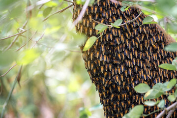 Honeycomb of Giant honey bee - Apis dorsata fabricius on the branch of tree in the dense jungle.