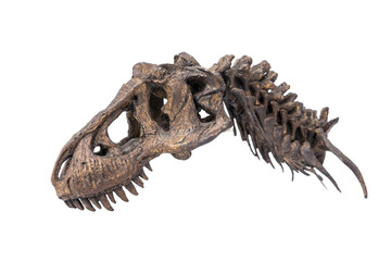 Dinosaur Fossil Bone Skull Upper jaw and neck of Tyrannosaurus rex (T-rex) isolated on white background. © Panupong