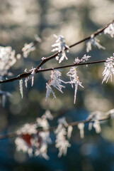 Brown old twig picturesquely covered with white frost in forest in Alps in spring