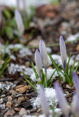 Beautiful white crocuses breaking through under the snow in spring in meadow